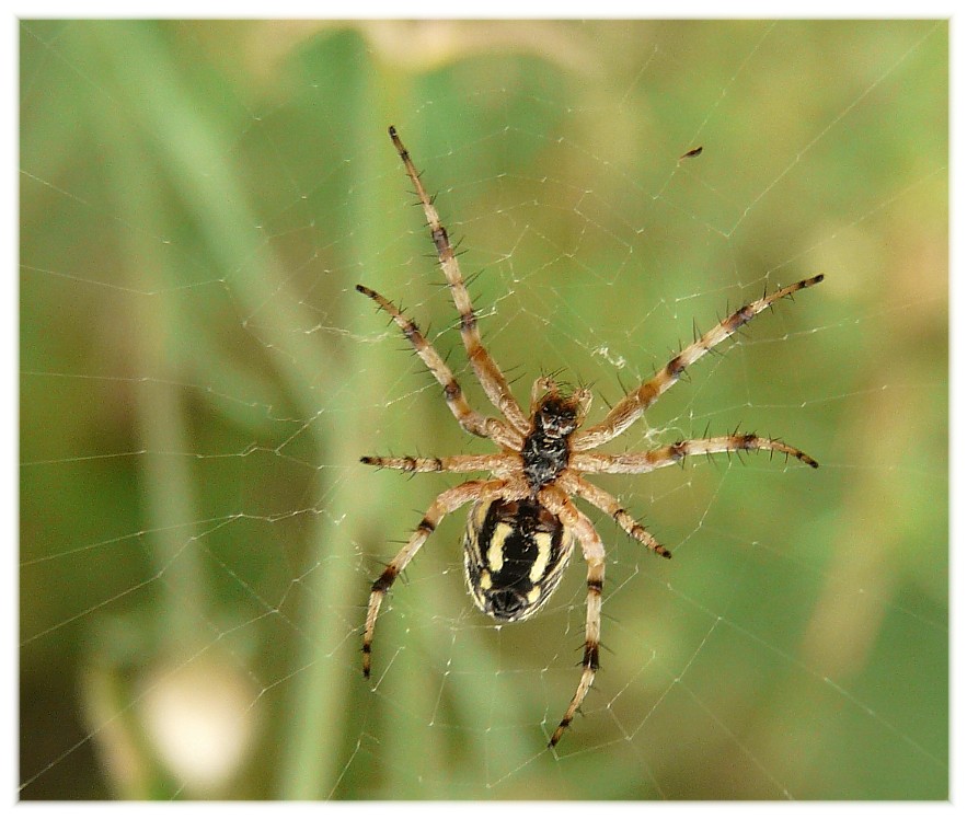 Mangora acalypha (?)